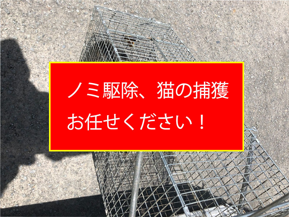 ノミ駆除、猫の捕獲、お任せください!