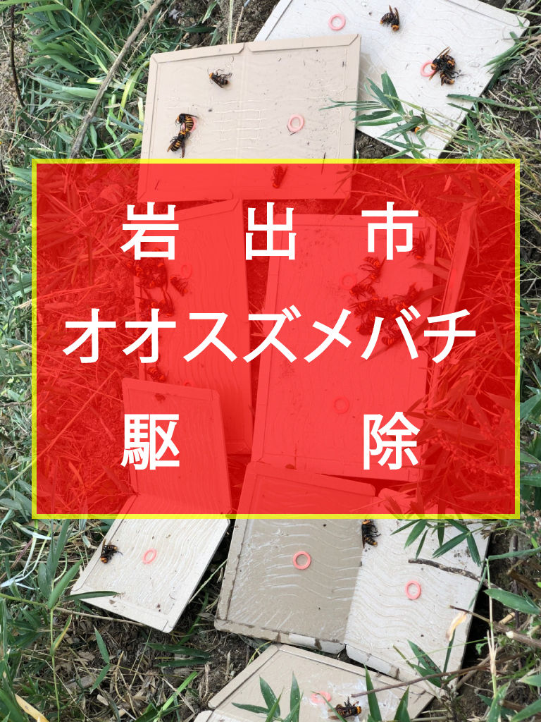 岩出市　オオスズメバチ駆除