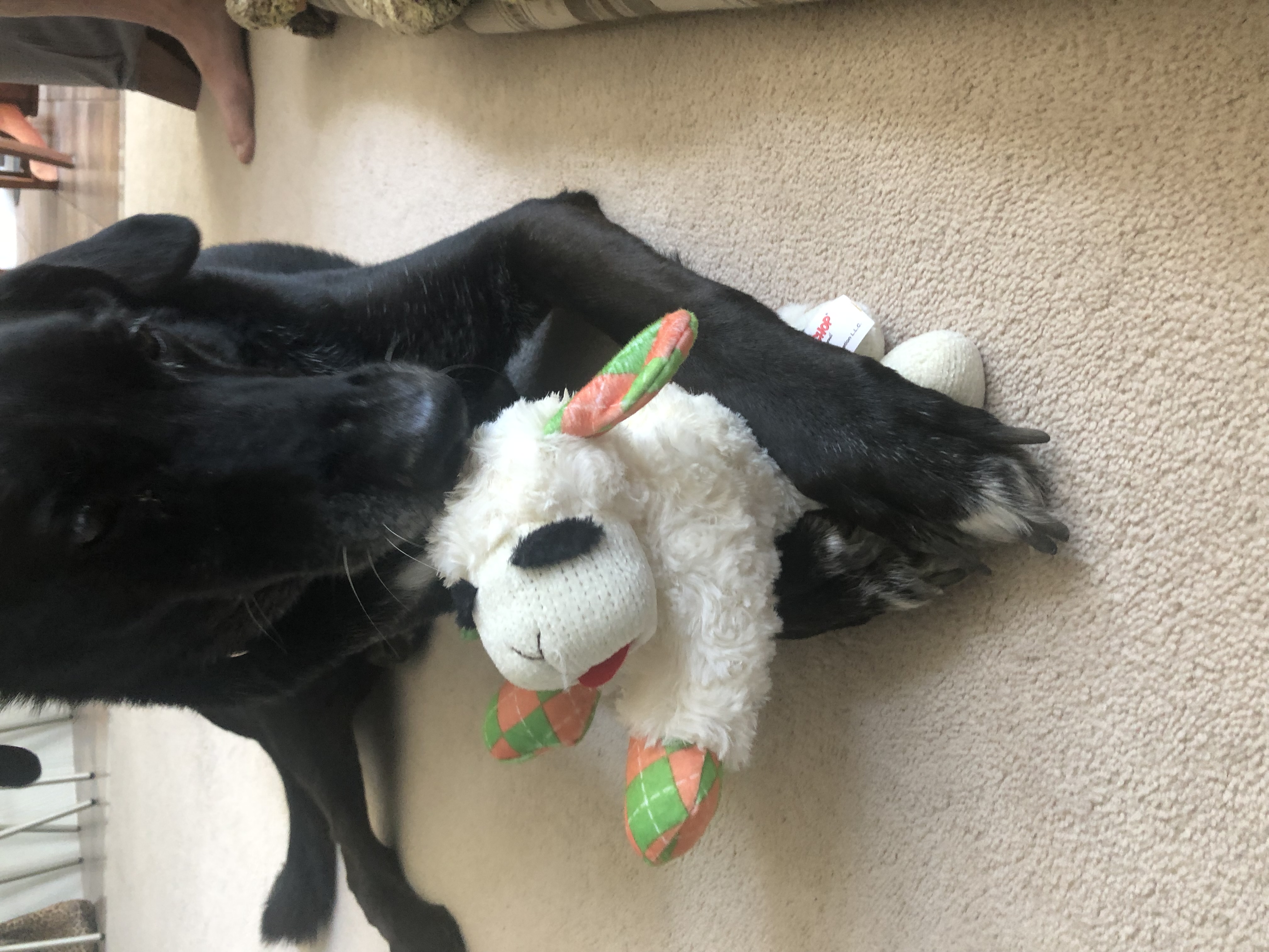 Remembering Leo: Lessons in Love Joy and Living Fully