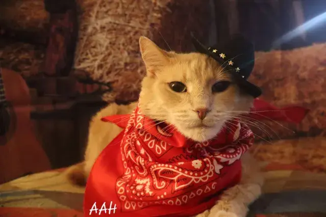 Western Cat Photography