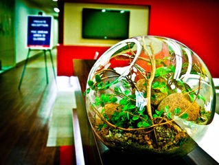 Biophilia: Harmonizing Nature with Interior Design