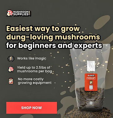 dung mushrooms.jpeg