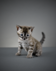 Captura de Pantalla 2021-10-10 a la(s) 20.47.56.png