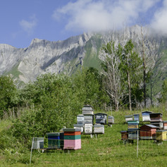 abeille-ruche-klebert CETA.jpeg