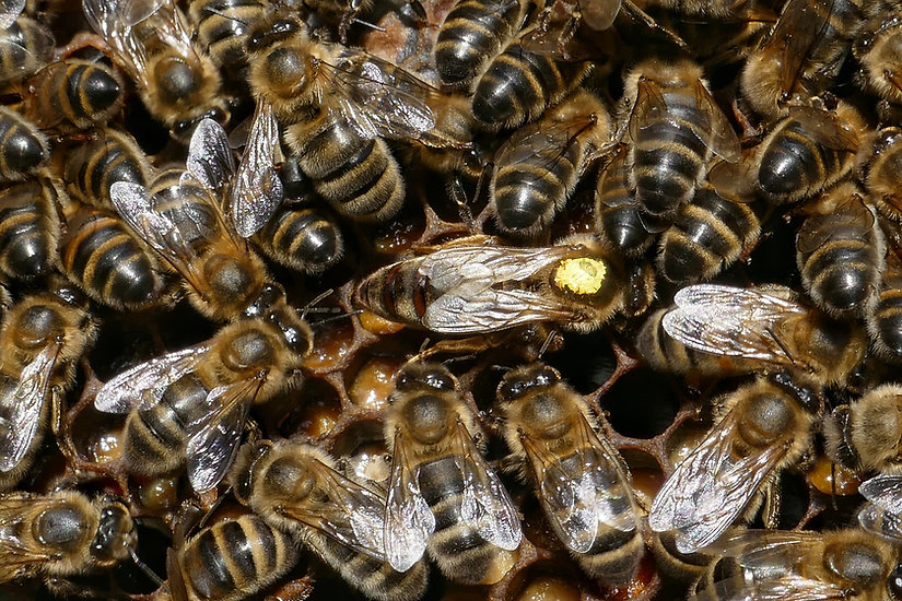 abeilles-ruches-klebert CETA.jpeg