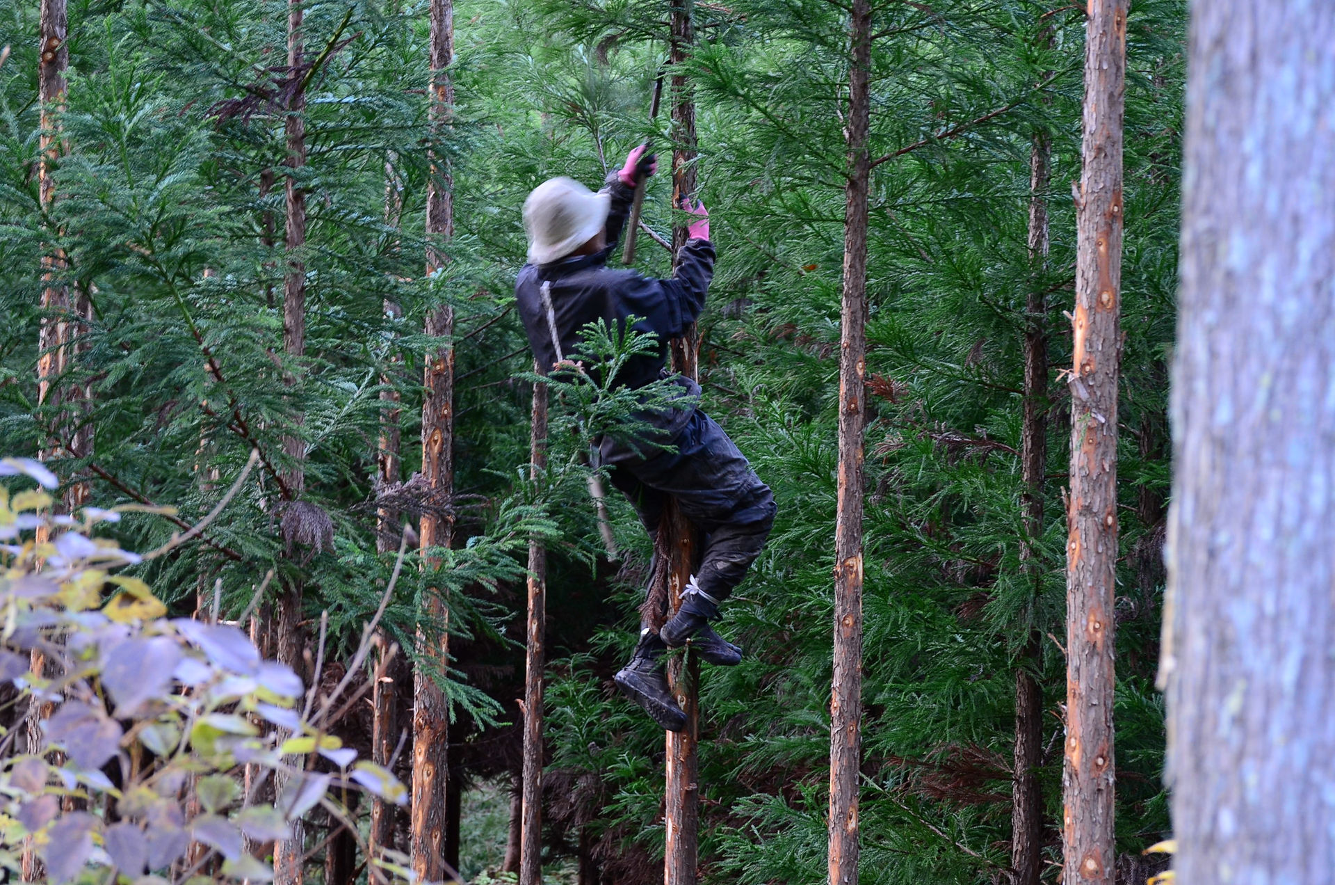 Forestry Artisans in Action!