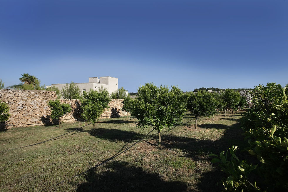 Masseria_Scurpiti_Olivenbaeume.jpg