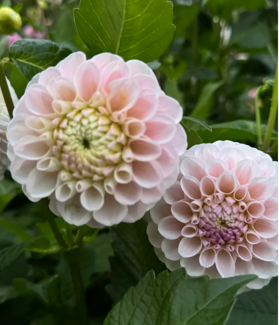 Dahlia 20th Ave Memory