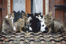 GATİNHOS DE İSTAMBUL em 10 fotos