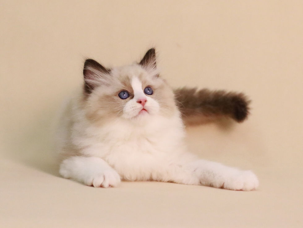 北部布偶貓舍-海豹雙色-弟弟找家中10