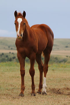 25 TRU judge boodini