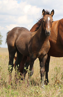 25 ROY sugarleta_edited.jpg