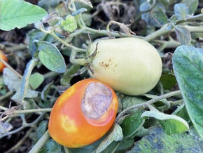 ״שחור פיטם״ - מה קרה לעגבניה שלי?