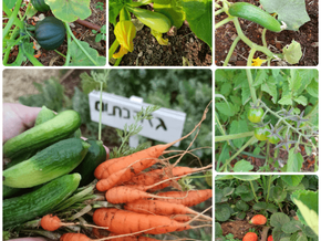 מזון אורגני - הצריכה הכי נבונה שלך