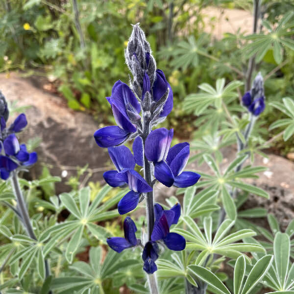 Blue Lupine