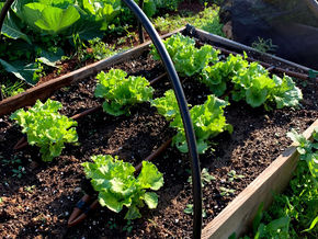 איך להכין ערוגת ירקות בגינה הביתית - שלבים ומדריך מלא