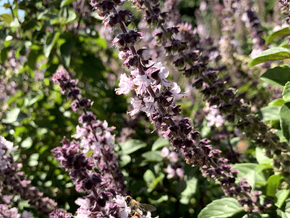 בזיליקום בגינה - חגיגה לדבורים