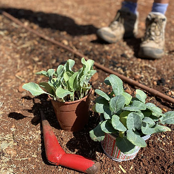 a bed of soil