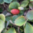 Necrosis of strawberry leaves showing signs of deficiency