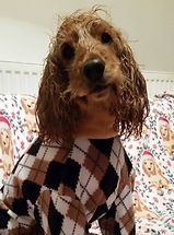 My drying onesies and fleeces are ideal for your wet dogs