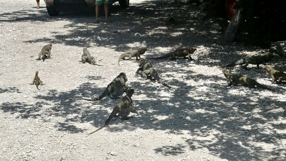 LIZARDS! EVERYWHERE!