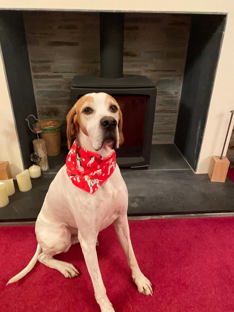 Thumbnail: Red Pointer Christmas Reversible Tie Bandana