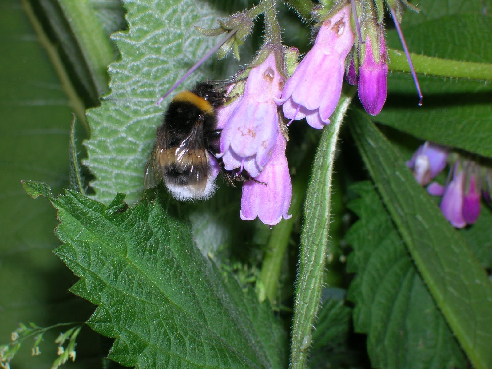 Organic Comfrey Salve