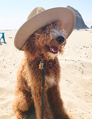a goldendoodle being cool on the beach