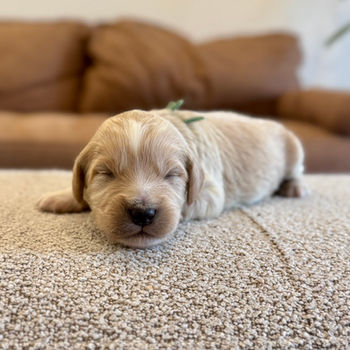 an f2b teddy bear goldendoodle with tuxedo markings