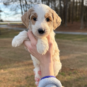 a 5 week old Teddybear Goldendoodle with a parti coat