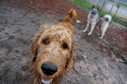 puppy+pic9.jpg.png