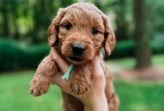 an f2b teddy bear doodle with the cutest face