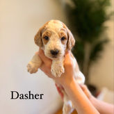 a goldendoodle puppy bred by J+A Family Doodles