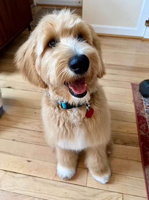a teddy bear goldendoodle with an apricot coat straight coat