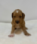 Poppy the 3 week old teddy bear goldendoodle
