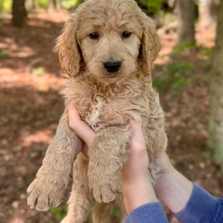 Drift the goldendoodle puppy with a soft wavy coat