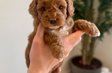 the cutest mini goldendoodle puppy being held by a woman