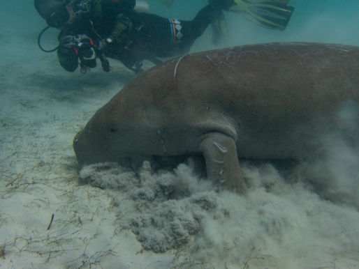 Diving in Coron, Philippines