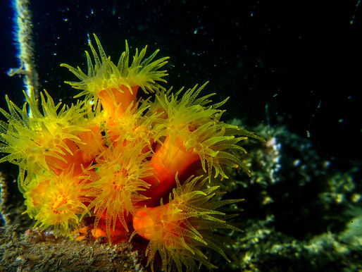 Night dive at Noon