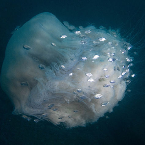 Basalt Island Club Dive Photo Exhibition - May 23, 2020 