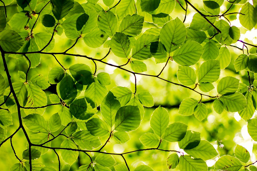 Couldn’t help appreciate the lush green of the leaves overhead on a Sunday walk through Yo