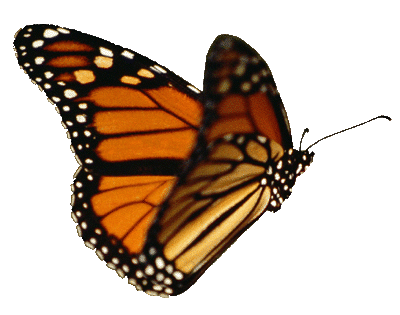 papillon(2).gif