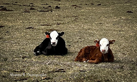calves ranch