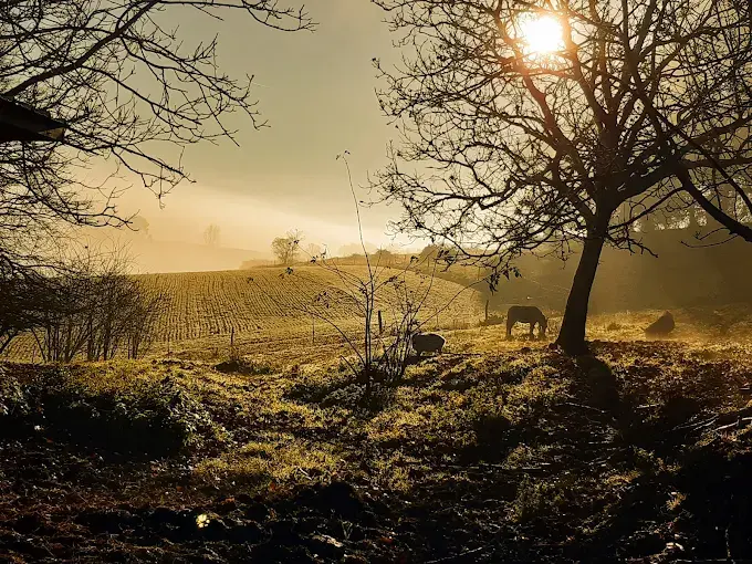 Fête du cochon 79€