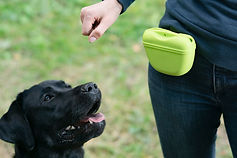 1-2-1 Services - Wild K9s