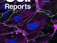 Lo Zinco rallenta le infiammazioni