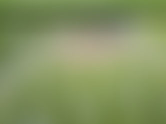 Benefici metabolici dell’integrazione di curcumina in pazienti con sindrome metabolica