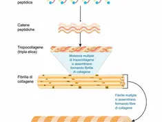 MA IL COLLAGENE PER VIA ORALE,LO ASSORBO?