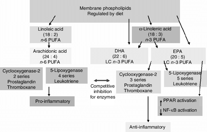 Miniatura: GLI OMEGA-3,STUDI SCIENTIFICI
