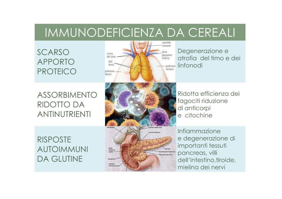 Miniatura: POTENZIA IL SISTEMA IMMUNITARIO